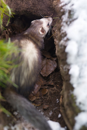 Ferret enjoying day walk outdoor in snowy city parkの写真素材
