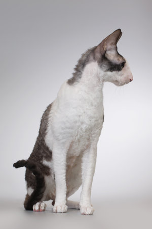 Beautiful cat breed Cornish Rex on gray background. Studio shot.の写真素材