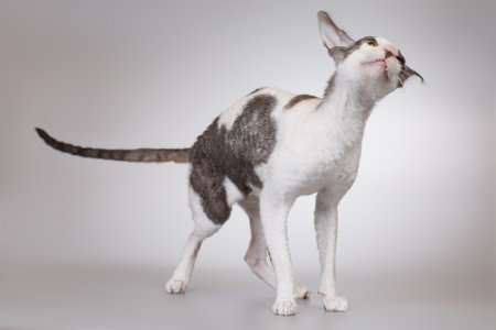 Beautiful cat breed Cornish Rex on gray background. Studio shot.の写真素材