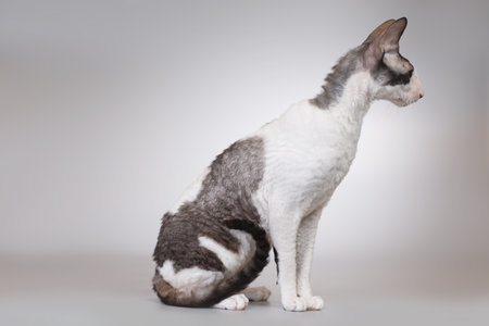 Beautiful cat breed Cornish Rex on gray background. Studio shot.の写真素材