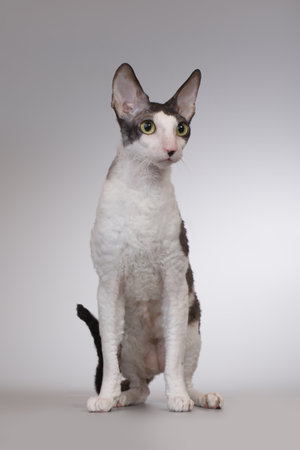 Beautiful cat breed Cornish Rex on gray background. Studio shot.の写真素材