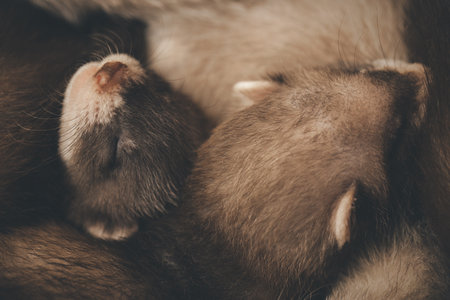 Group of five weeks old ferret babies in studio - detailの写真素材