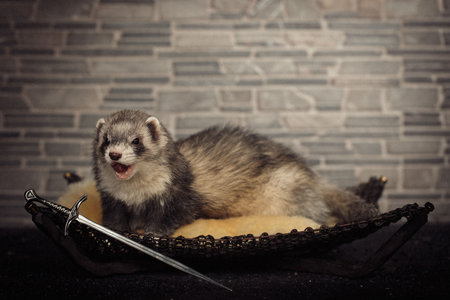 Ferret indoor posing for portrait in studioの写真素材