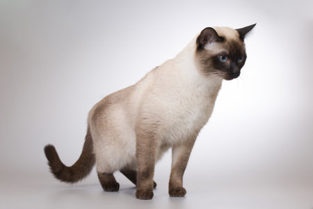 Nice adult male Thai cat posing on background in studio