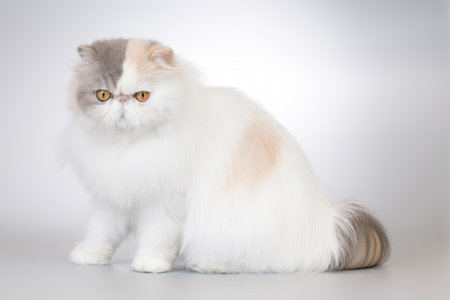 Persian long hair bi color breed male cat posing for portrait in studioの写真素材