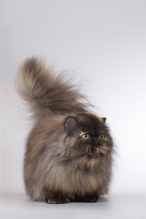 Persian long hair dark color breed male cat posing for portrait in studioの写真素材