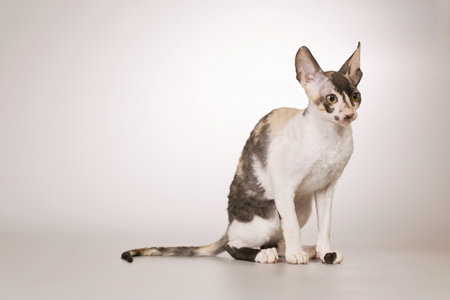 Cornish rex breed male cat posing for portrait in studioの写真素材