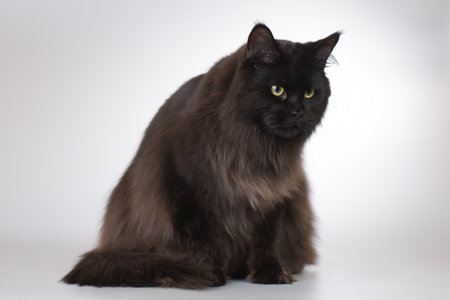 Pretty isolated black Maine Coon Cat portrait in studioの写真素材