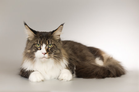 Pretty isolated Maine Coon Cat portrait in studioの写真素材