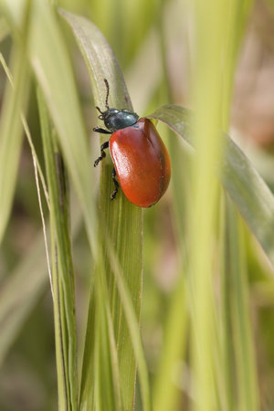 Poplar leaf beetle Chrysomela populi on a blade of grassの写真素材