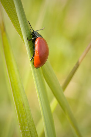 Poplar leaf beetle Chrysomela populi on a blade of grassの写真素材