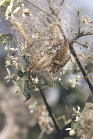 Caterpillars in the web on attacked bush in natureの写真素材
