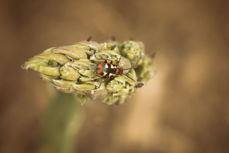 Common asparagus beetle crioceris asparagi on plant of asparagusの写真素材