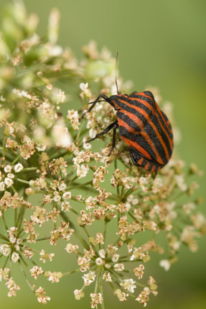 Italian striped bug Graphosoma Italicum on blossom of Apiaceaeの写真素材