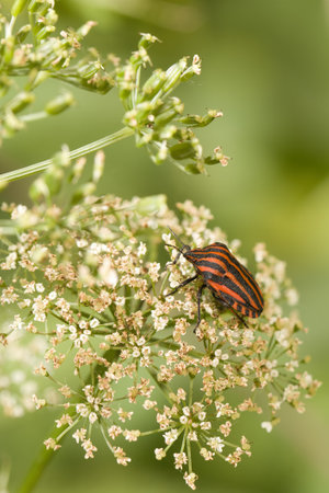 Italian striped bug Graphosoma Italicum on blossom of Apiaceaeの写真素材