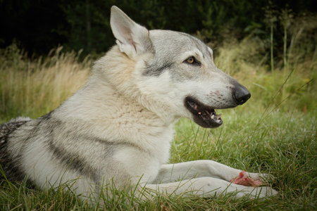 Youth male of Czechoslovak wolfdog eating bone outdoor in natureの写真素材