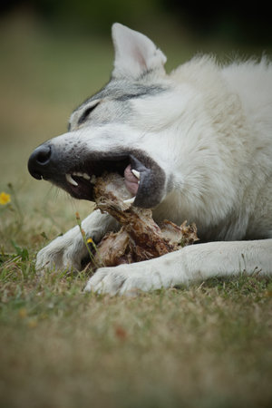 Youth male of Czechoslovak wolfdog eating bone outdoor in natureの写真素材