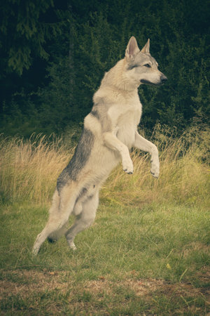 Youth male of Czechoslovak wolfdog posing outdoor in nature