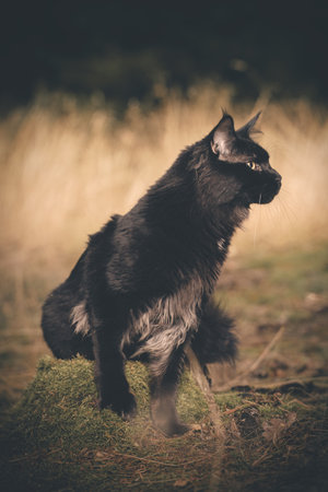 Pretty Maine Coon Cat posing on forest path for portraitの写真素材