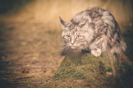 Pretty Maine Coon Cat posing on forest path for portraitの写真素材