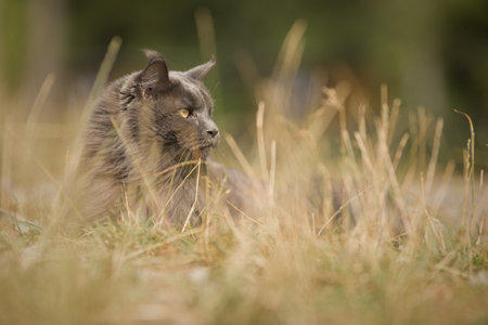 Pretty Maine Coon Cat posing on forest path for portraitの写真素材