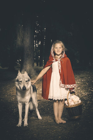 Little red riding hood with basket of food met wolf in deep forestの写真素材