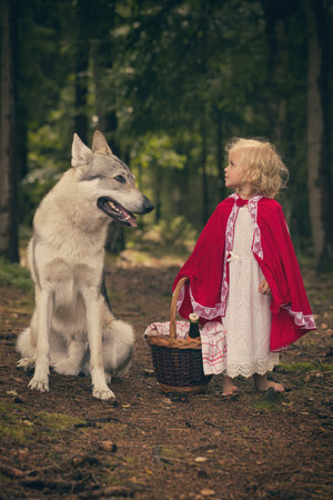 Little red riding hood with basket of food met wolf in deep forestの写真素材