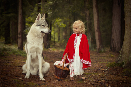 Little red riding hood with basket of food met wolf in deep forestの写真素材