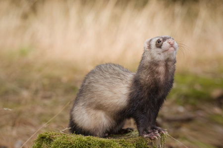 Standard color ferret posing on forest pathway and stumpの写真素材