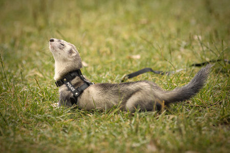 Ferret on black leather leash posing on grass in campの写真素材