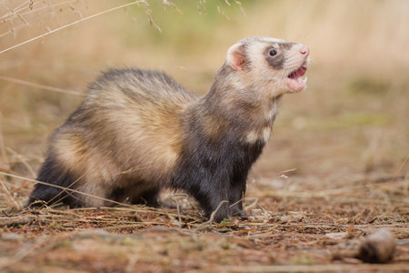Standard color ferret posing on forest pathway and stumpの写真素材