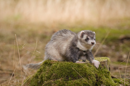 Standard color ferret posing on forest pathway and stump