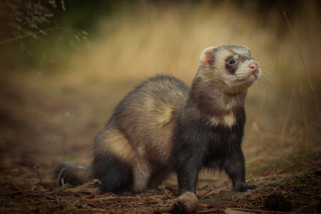 Standard color ferret posing on forest pathway and stumpの写真素材