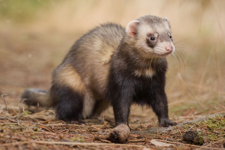 Standard color ferret posing on forest pathway and stumpの写真素材
