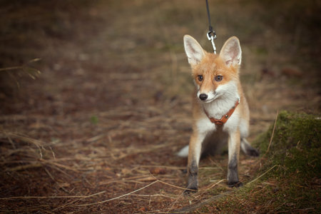 Young baby fox domesticated on leash enjoying walk in parkの写真素材