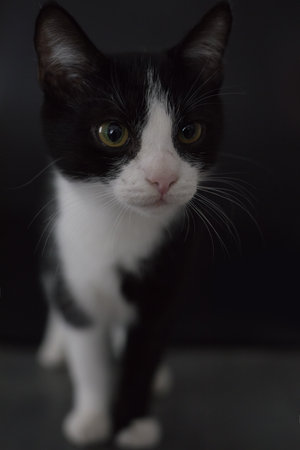 Cat on black background caught in studioの写真素材