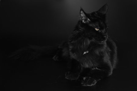 Cat on black background caught in studioの写真素材