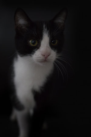 Cat on black background caught in studioの写真素材