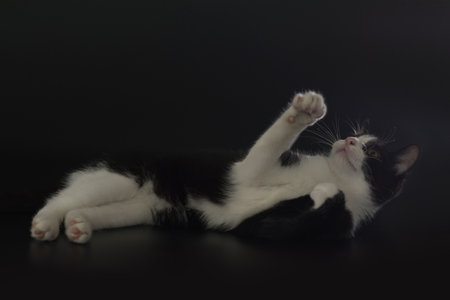 Cat on black background caught in studioの写真素材