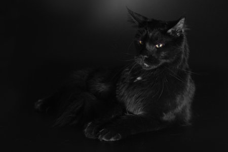 Cat on black background caught in studioの写真素材