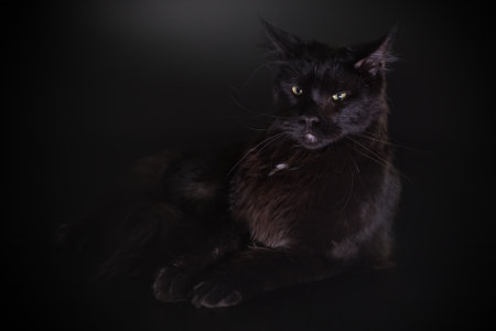 Cat on black background caught in studioの写真素材