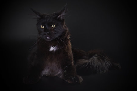 Cat on black background caught in studioの写真素材