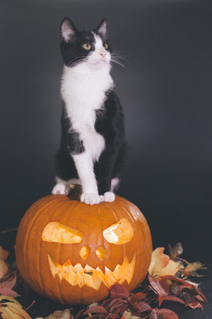 Cat with shining pumpkin and skull on black background in studioの写真素材