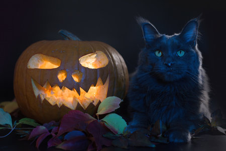 Cat with shining pumpkin and skull on black background in studioの写真素材