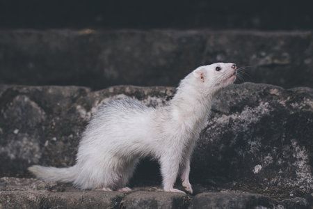 Ferret posing for portrait on old outdoor stone stairsの写真素材
