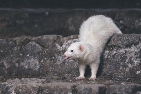Ferret posing for portrait on old outdoor stone stairsの写真素材