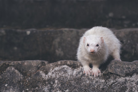 Ferret posing for portrait on old outdoor stone stairsの写真素材