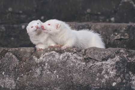 Ferret albino couple posing for portrait on old outdoor stone stairsの写真素材