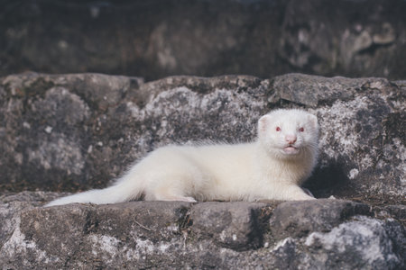 Ferret posing for portrait on old outdoor stone stairsの写真素材