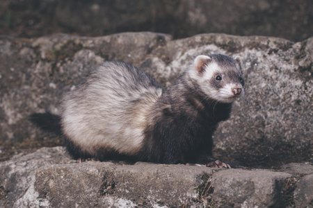 Standard color ferret posing for portrait on old outdoor stone stairsの写真素材
